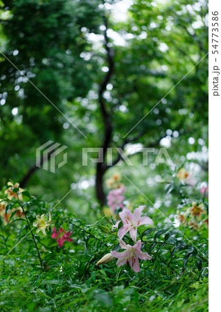 ところざわのゆり園 淡いピンク色の百合の花に水滴 ところざわのゆり園 淡いピンク色の百合の花に水滴 54773586