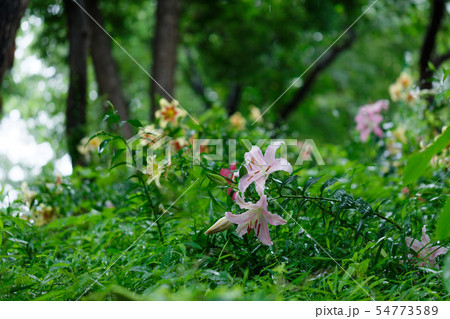 ところざわのゆり園 淡いピンク色の百合の花に水滴 ところざわのゆり園 淡いピンク色の百合の花に水滴 54773589
