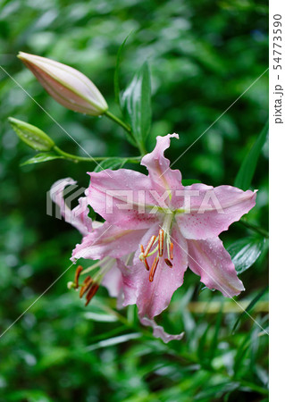 ところざわのゆり園 淡いピンク色の百合の花に水滴 ところざわのゆり園 淡いピンク色の百合の花に水滴 54773590