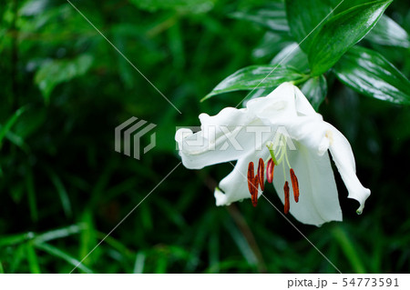 ところざわのゆり園　白いの百合の花に水滴 54773591
