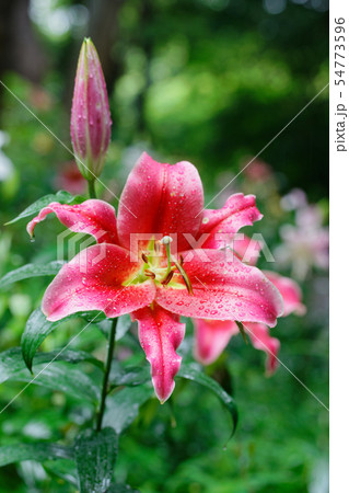 ところざわのゆり園　赤い百合の花に水滴 54773596
