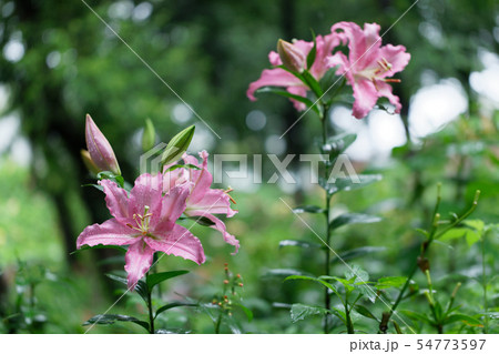 ところざわのゆり園　淡いピンク色の百合の花に水滴 54773597