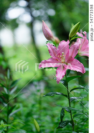 ところざわのゆり園　淡いピンク色の百合の花に水滴 54773598