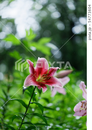 ところざわのゆり園 赤い百合の花に水滴の写真素材