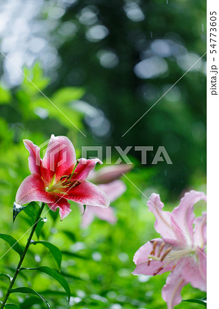 ところざわのゆり園 赤い百合の花に水滴 ところざわのゆり園 赤い百合の花に水滴 54773605