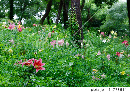 ところざわのゆり園 カラフルな百合の花に水滴 ところざわのゆり園 カラフルな百合の花に水滴 54773614