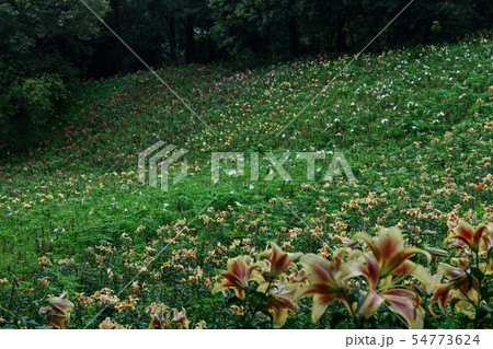 ところざわのゆり園 カラフルな百合の花に水滴　丘 54773624