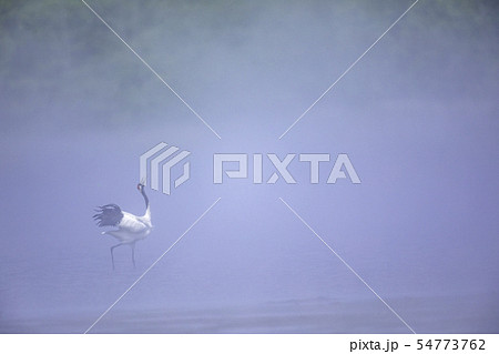 朝霧とタンチョウ 54773762