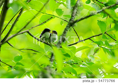 巣立ちしたシマエナガの雛 54773766