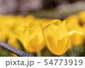 チューリップ 54773919