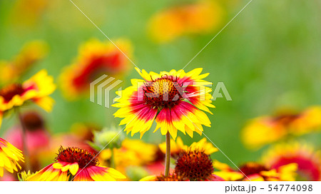 エキナセア 16:9 エキナセア 16:9 54774098
