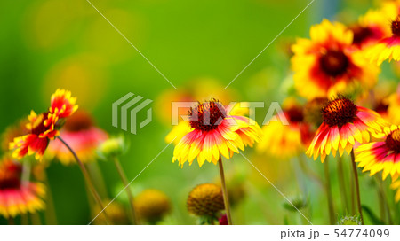 エキナセア　16：9 54774099