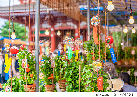 [日本の夏] 東京浅草 ほおずき市 (四万六千日) 54774452