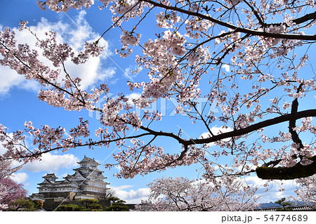 日本の兵庫県の姫路市 世界遺産の姫路城 美しい桜と青空と天守閣 日本の兵庫県の姫路市 世界遺産の姫路城 美しい桜と青空と天守閣 54774689