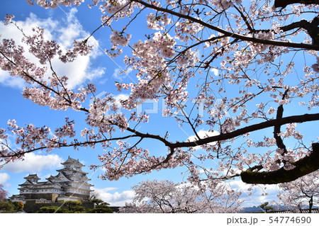 日本の兵庫県の姫路市　世界遺産の姫路城　美しい桜と青空と天守閣 54774690