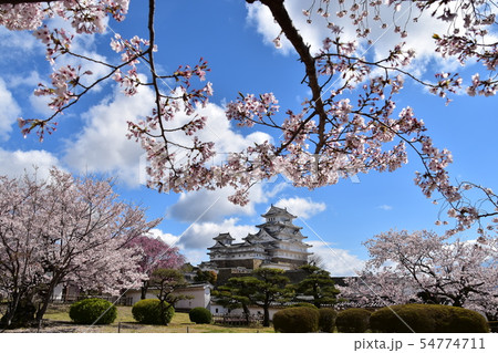 日本の兵庫県の姫路市 世界遺産の姫路城 美しい桜と青空と天守閣 日本の兵庫県の姫路市 世界遺産の姫路城 美しい桜と青空と天守閣 54774711
