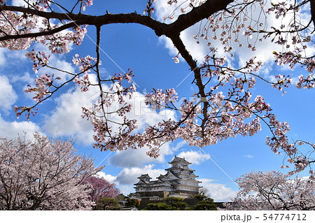 日本の兵庫県の姫路市 世界遺産の姫路城 美しい桜と青空と天守閣 日本の兵庫県の姫路市 世界遺産の姫路城 美しい桜と青空と天守閣 54774712