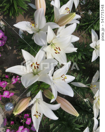 百合の花　ブライトダイヤモンド 54775548