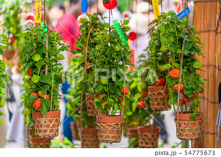 [日本の夏] 東京浅草 ほおずき市 (四万六千日) 54775673