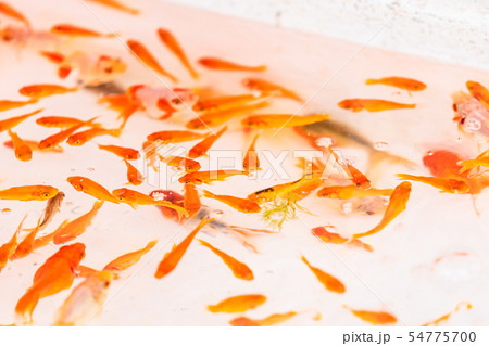 日本の夏 縁日 金魚すくいの写真素材