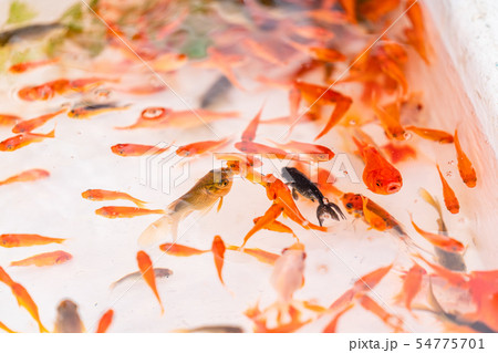 日本の夏 縁日 金魚すくいの写真素材