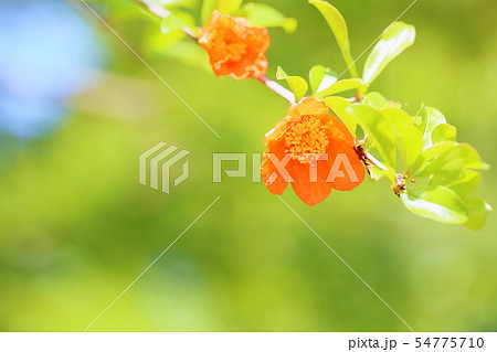 ザクロの花 ザクロの花 54775710