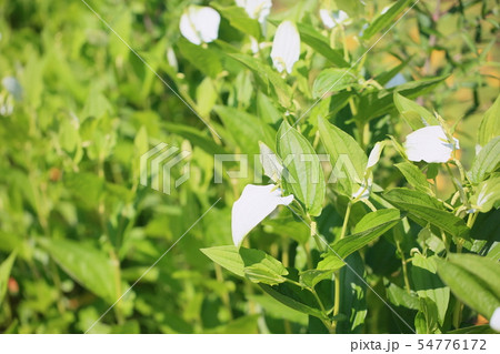 ハンゲショウの花 54776172