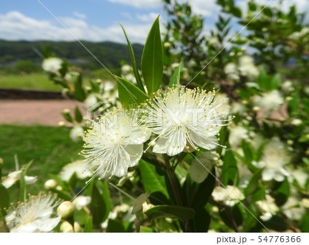 ギンバイカの花 ギンバイカの花 54776366