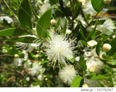 ギンバイカの花 54776367