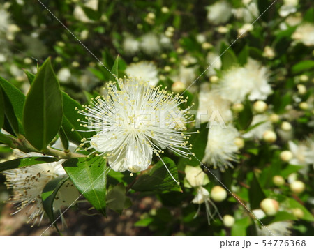 ギンバイカの花 54776368