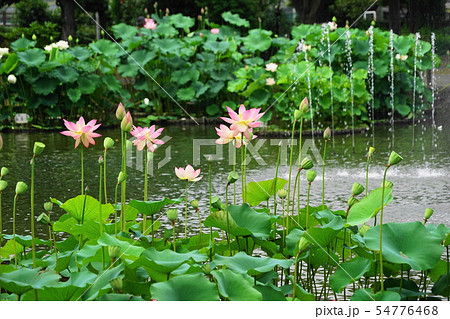 7月 府中43修景池の花蓮・郷土の森公園 7月 府中43修景池の花蓮・郷土の森公園 54776468