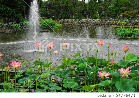 7月 府中41修景池の花蓮・郷土の森公園 7月 府中41修景池の花蓮・郷土の森公園 54776471