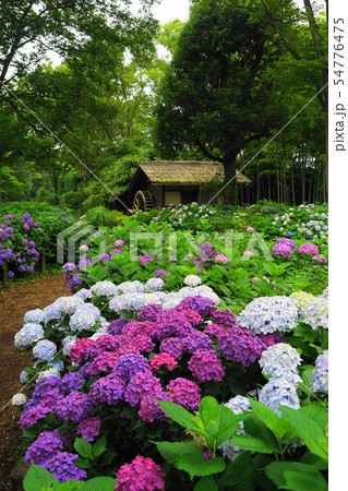 7月　府中37郷土の森のあじさい 54776475