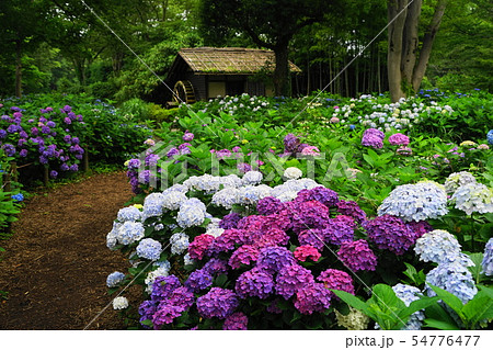 7月　府中36郷土の森のあじさい 54776477