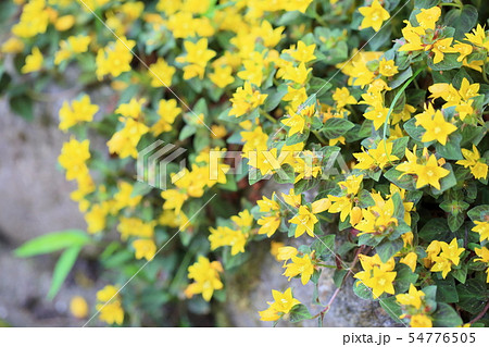 リシマキアの花 ミッドナイトサン リシマキアの花 ミッドナイトサン 54776505