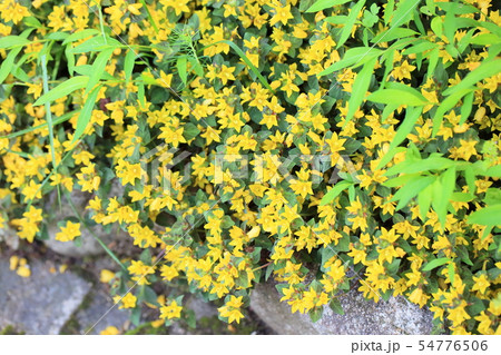 リシマキアの花 ミッドナイトサン リシマキアの花 ミッドナイトサン 54776506