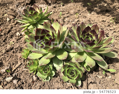 Green succulents growing on the ground in the garden 54776523