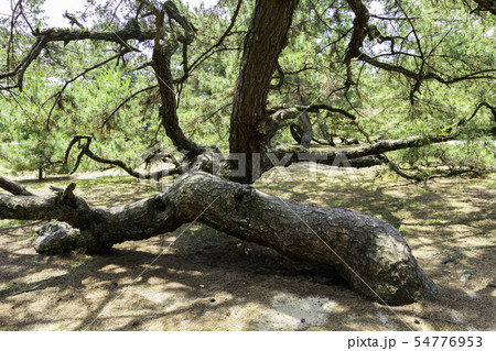 銭形砂絵　松の巨木　琴弾公園　香川県観音寺市 54776953