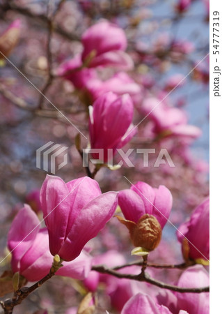 モクレン（シモクレン） 54777319