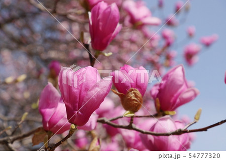 モクレン(シモクレン) モクレン(シモクレン) 54777320