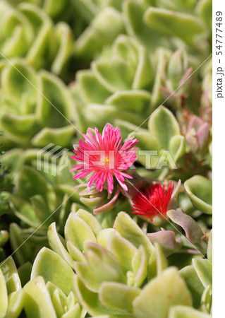 ハナズルソウの花 ハナズルソウの花 54777489