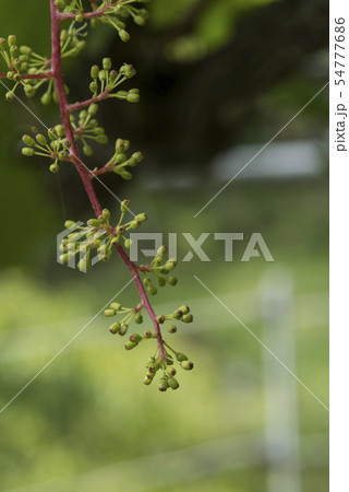 ぶどうの花 54777686