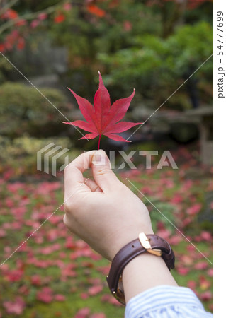 秋 推計 美しい 54777699