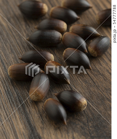 椎の実 椎の実 54777788