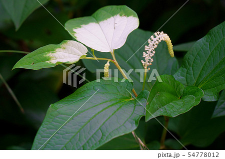 葉が部分的に白くなる半夏生 54778012