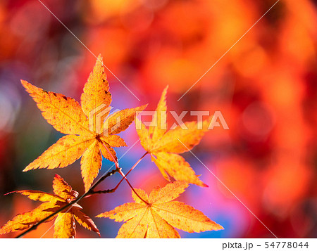 鮮やかな紅葉 54778044