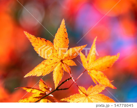 鮮やかな紅葉 鮮やかな紅葉 54778045
