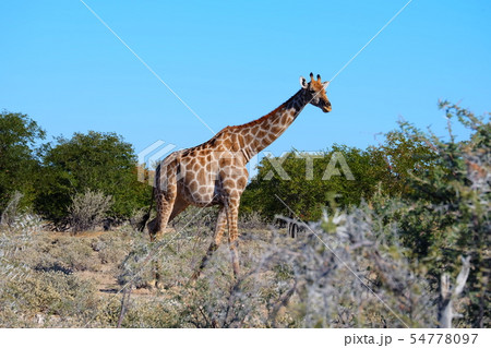 ナミビア、エトーシャのキリン giraffe in Etosha Namibia ナミビア、エトーシャのキリン giraffe in Etosha Namibia 54778097