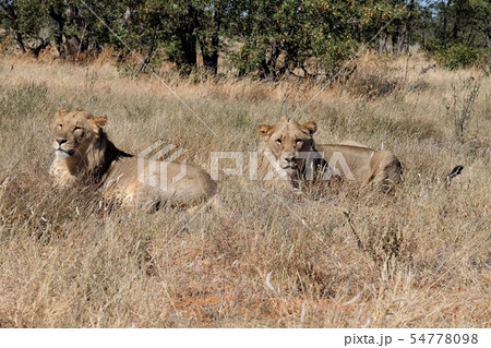 ナミビア、エトーシャの雄ライオン lion in Etosha Namibia ナミビア、エトーシャの雄ライオン lion in Etosha Namibia 54778098