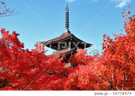 紅葉の五重の塔 紅葉の五重の塔 54778474
